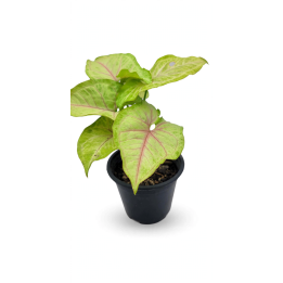 Syngonium Lemon Allusion  (planta pequeña)