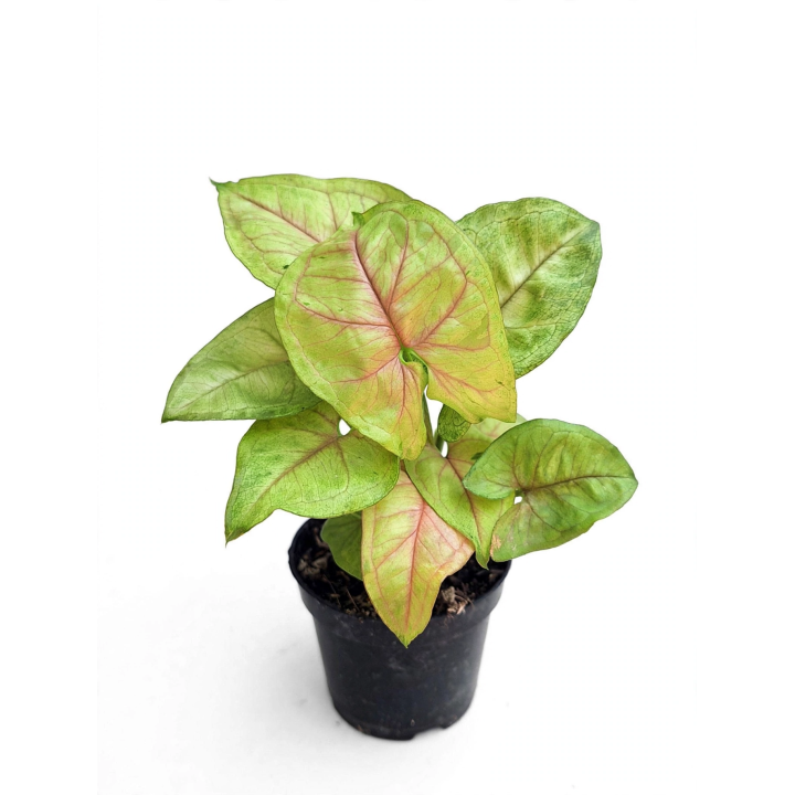 Syngonium Lemon Allusion  (planta pequeña)