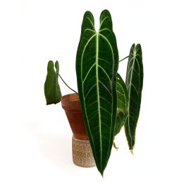 Anthurium Warocqueanum