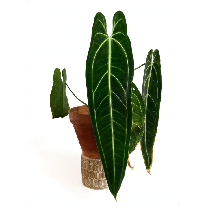 Anthurium Warocqueanum