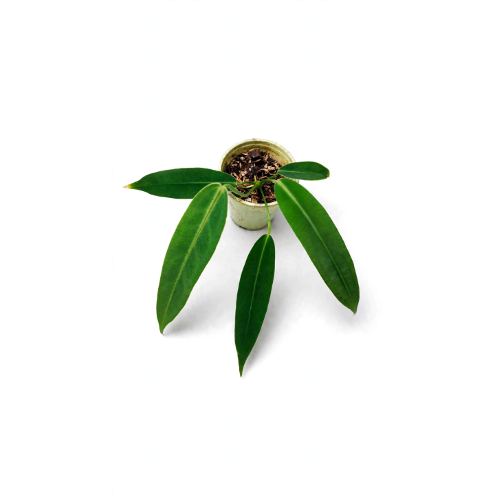 Anthurium Warocqueanum