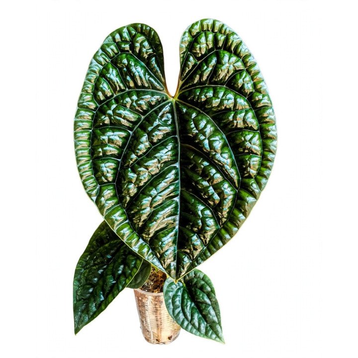 Anthurium Luxurians
