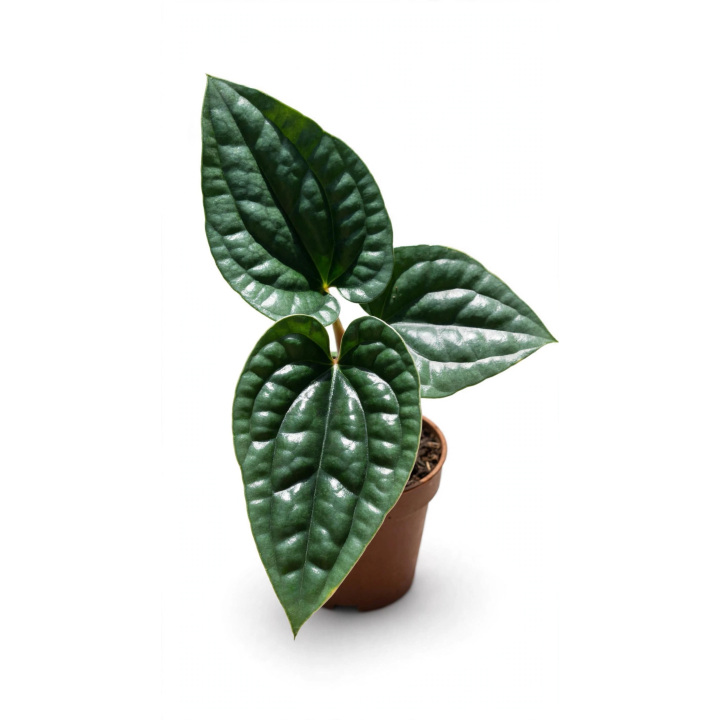 Anthurium Luxurians
