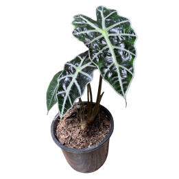 Alocasia Amazónica