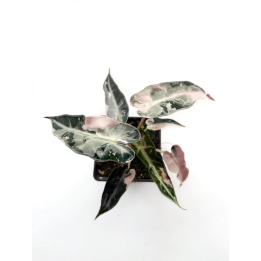 Alocasia Bambino Pink