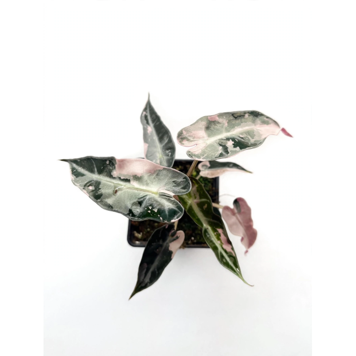 Alocasia Bambino Pink