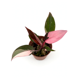 Philodendron Pink Princess