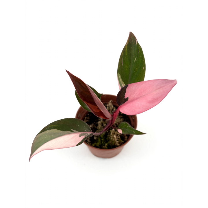 Philodendron Pink Princess