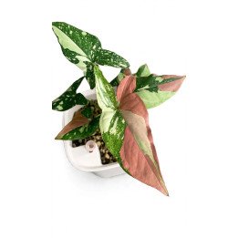 Syngonium Podophyllum Tricolor