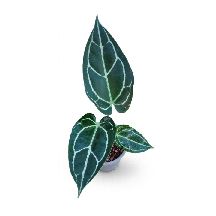 Anthurium Crystallinum Dark