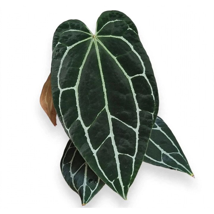 Anthurium Crystallinum Dark