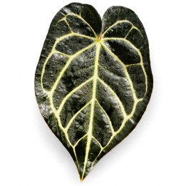 Anthurium Carlablackiae
