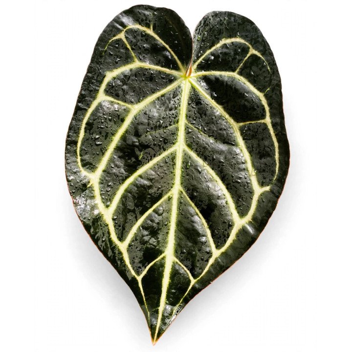 Anthurium Carlablackiae