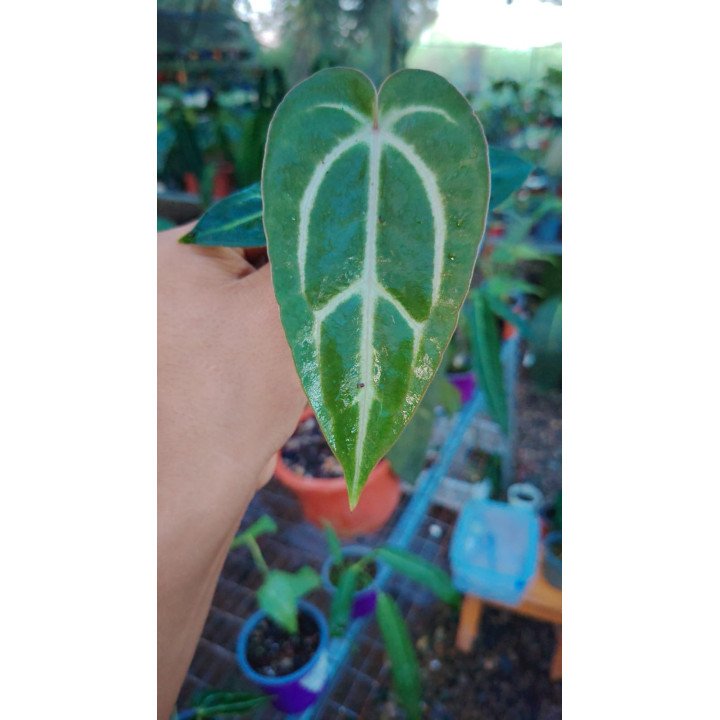 Anthurium Carlablackiae