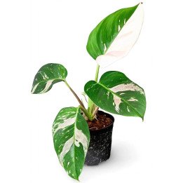 Philodendron White Princess