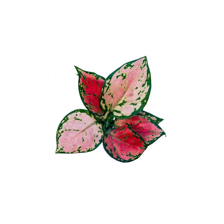 Aglaonema Red Valentine