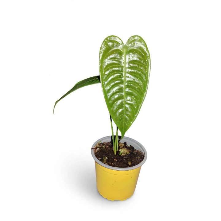 Anthurium Veitchii