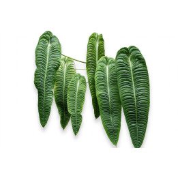 Anthurium Veitchii