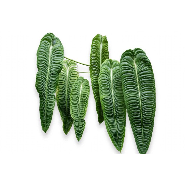Anthurium Veitchii